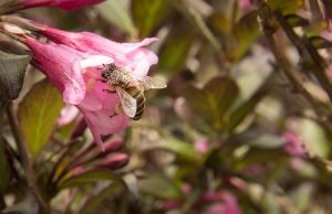 bien, blossom, bloom, pollinate, insect, macro